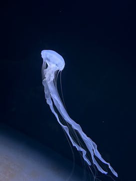 サンシャイン水族館に投稿された画像（2021/11/7）