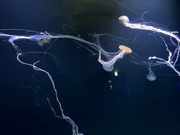 サンシャイン水族館に投稿された画像（2021/11/7）