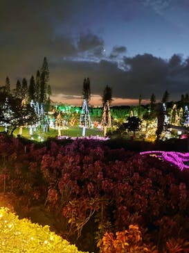 美らヤシパークオキナワ・東南植物楽園に投稿された画像（2021/11/7）