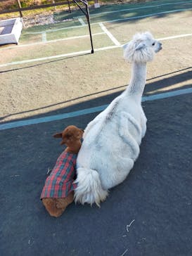 八ヶ岳アルパカ牧場に投稿された画像（2021/11/7）