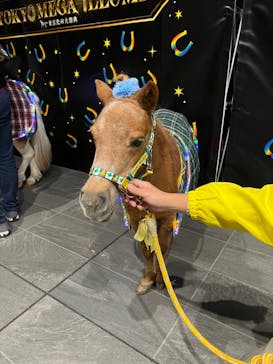 東京メガイルミに投稿された画像（2021/11/7）