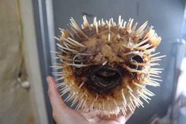 九十九島水族館海きららに投稿された画像（2021/11/7）