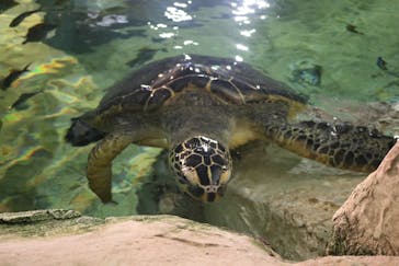 九十九島水族館海きららに投稿された画像（2021/11/7）