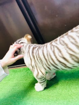 しろとり動物園に投稿された画像（2021/11/7）