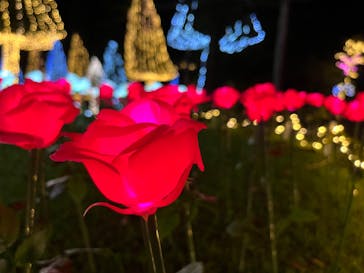 美らヤシパークオキナワ・東南植物楽園に投稿された画像（2021/11/7）
