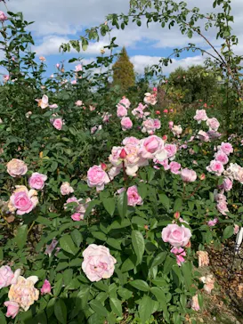 ひらかたパークに投稿された画像（2021/11/7）