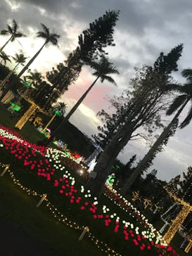 美らヤシパークオキナワ・東南植物楽園に投稿された画像（2021/11/7）