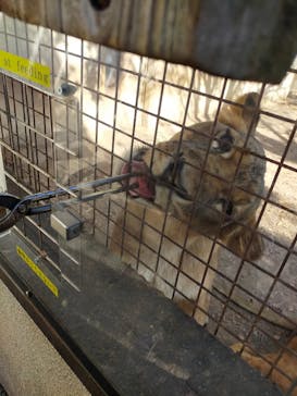 群馬サファリパークに投稿された画像（2021/11/7）