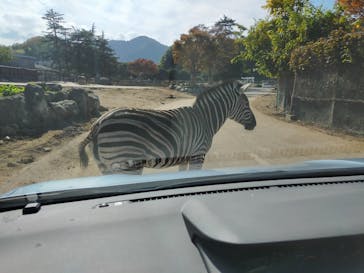 群馬サファリパークに投稿された画像（2021/11/7）