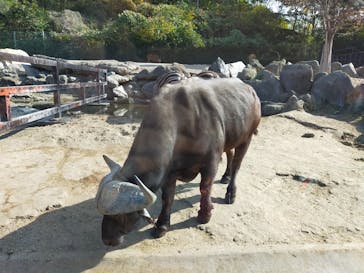 群馬サファリパークに投稿された画像（2021/11/7）