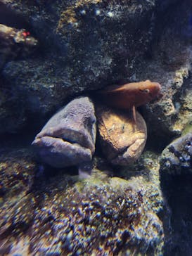 新江ノ島水族館に投稿された画像（2021/11/7）