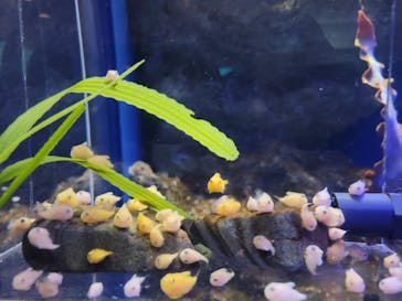 新江ノ島水族館に投稿された画像（2021/11/7）