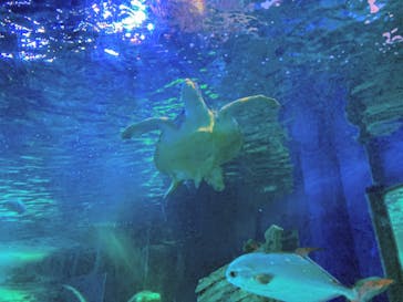 しながわ水族館に投稿された画像（2021/11/7）