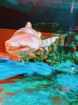 しながわ水族館に投稿された画像（2021/11/7）