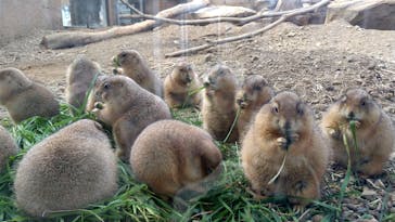 那須どうぶつ王国に投稿された画像（2021/11/8）