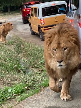 群馬サファリパークに投稿された画像（2021/11/8）