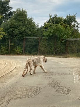 群馬サファリパークに投稿された画像（2021/11/8）