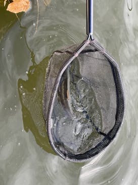 大安トラウトレイクに投稿された画像（2021/11/8）