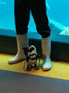 箱根園水族館に投稿された画像（2021/11/8）