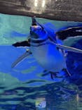 すみだ水族館に投稿された画像（2021/11/8）
