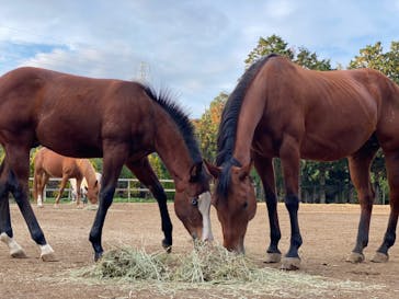 HORSE BASE（ホース ベース）に投稿された画像（2021/11/8）