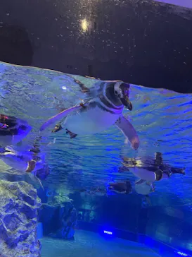 すみだ水族館に投稿された画像（2021/11/8）