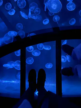 すみだ水族館に投稿された画像（2021/11/8）