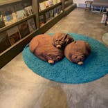 おふろcafé ハレニワの湯に投稿された画像（2021/11/8）