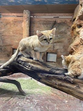 那須どうぶつ王国に投稿された画像（2021/11/8）