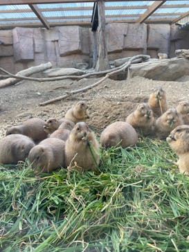 那須どうぶつ王国に投稿された画像（2021/11/8）