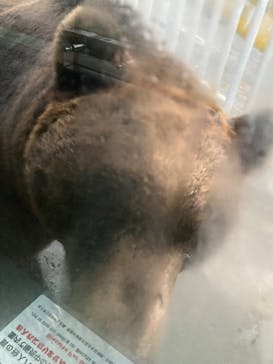 のぼりべつクマ牧場に投稿された画像（2021/11/8）