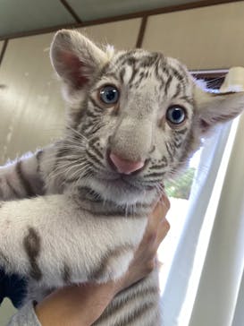 しろとり動物園に投稿された画像（2021/11/8）