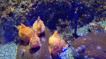 新江ノ島水族館に投稿された画像（2021/11/8）