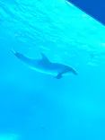 名古屋港水族館に投稿された画像（2021/11/8）