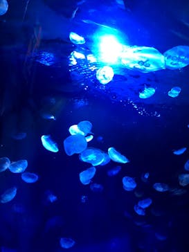 サンシャイン水族館に投稿された画像（2021/11/8）