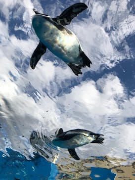サンシャイン水族館に投稿された画像（2021/11/8）
