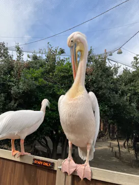 神戸どうぶつ王国に投稿された画像（2021/11/8）