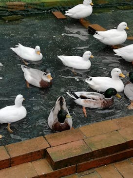 富士花鳥園に投稿された画像（2021/11/9）