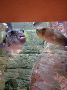 九十九島水族館海きららに投稿された画像（2021/11/9）