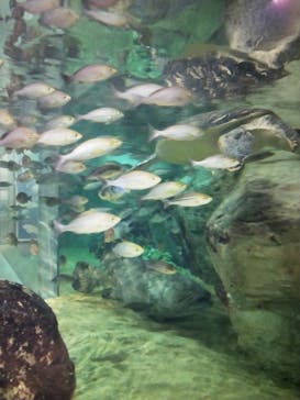 九十九島水族館海きららに投稿された画像（2021/11/9）