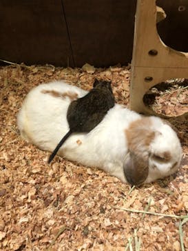 Moff animal world MARK IS みなとみらい店に投稿された画像（2021/11/9）