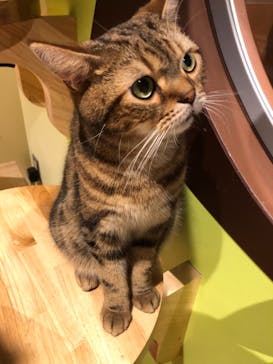 Moff animal world MARK IS みなとみらい店に投稿された画像（2021/11/9）