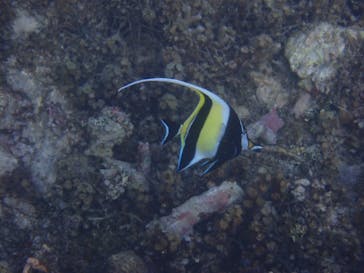 石垣島 ADVENTURE PiPi（イシガキジマアドベンチャーピピ）に投稿された画像（2021/11/9）