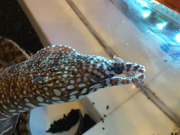 ゼロ距離水族館 伊勢シーパラダイスに投稿された画像（2021/11/9）