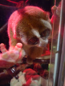 Moff animal world MARK IS みなとみらい店に投稿された画像（2021/11/9）