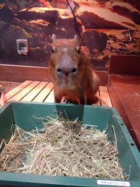 Moff animal world MARK IS みなとみらい店に投稿された画像（2021/11/9）