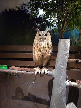 Moff animal world MARK IS みなとみらい店に投稿された画像（2021/11/9）