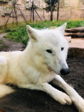 那須どうぶつ王国に投稿された画像（2021/11/9）