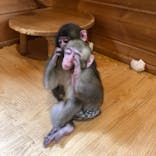 おさるランド＆アニタウン　日光さる軍団劇場に投稿された画像（2021/11/10）