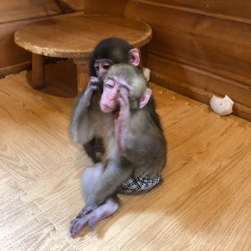 おさるランド＆アニタウン　日光さる軍団劇場に投稿された画像（2021/11/10）